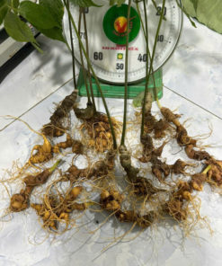 SÂM NGỌC LINH TƯƠI