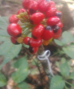 Hạt Sâm Ngọc Linh