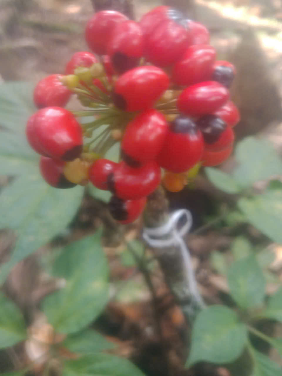 Hạt Sâm Ngọc Linh